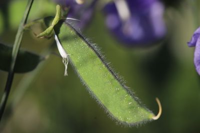 Close-up of fresh green leaves