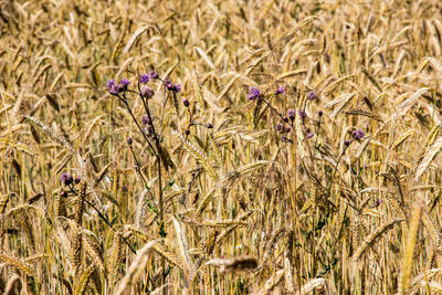 Close-up of purple flowering plants on field