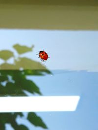 Ladybug on a window