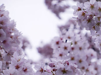 Close-up of flowers on tree