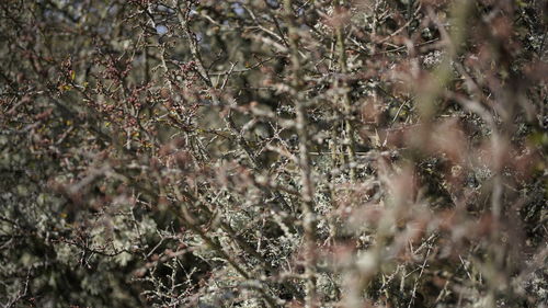 Full frame shot of flowering plants on field