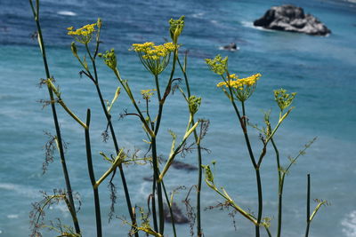 Close-up of plants growing on beach