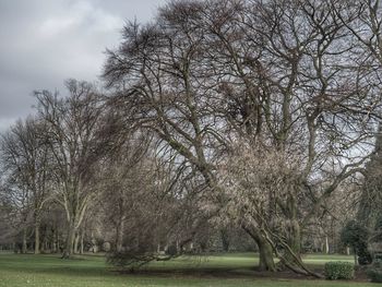 Bare trees on landscape against sky