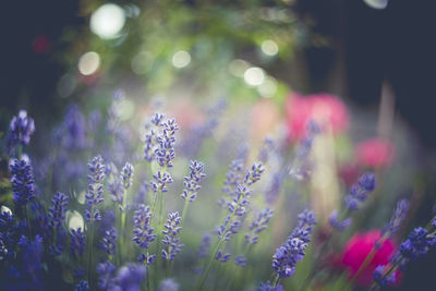 Close-up of purple flowering plants on field