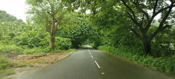 Road amidst trees