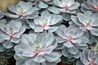 Close-up of white flowering plants