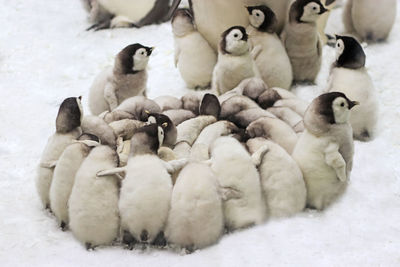 Sheep in a snow