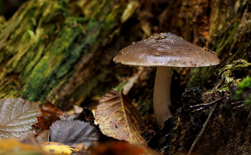 Close-up of mushroom growing outdoors