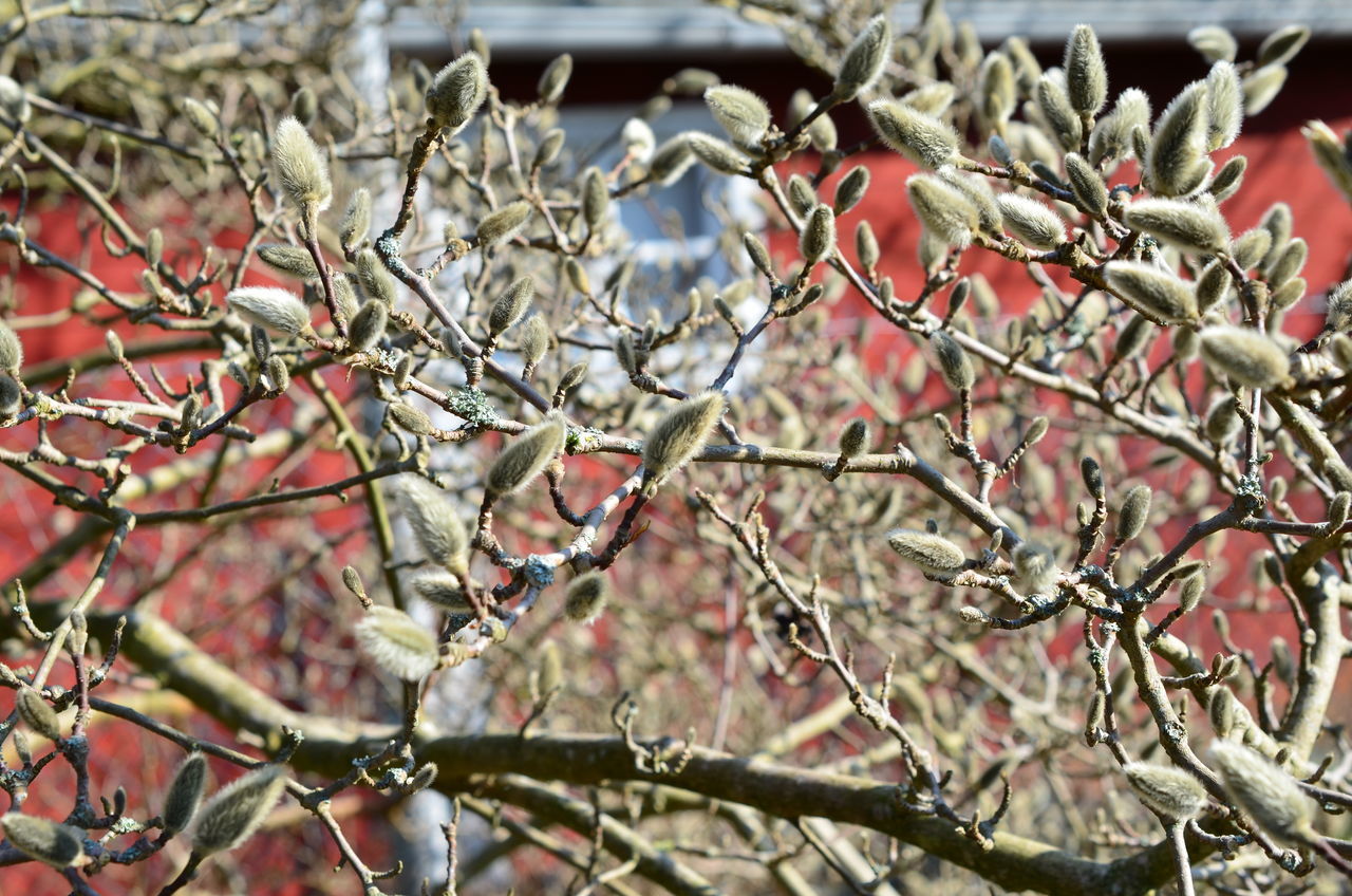 CLOSE-UP OF SNOW ON TREE