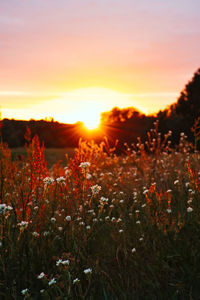 Plants growing on field against sky during sunset