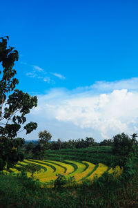 Scenic view of field against sky