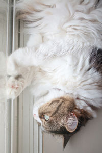 Close-up of cat lying at home