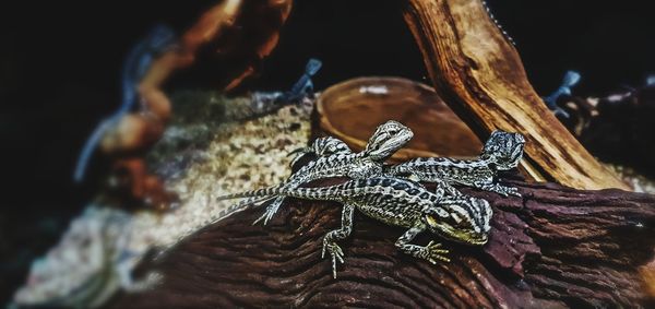 Close-up of lizard on rock