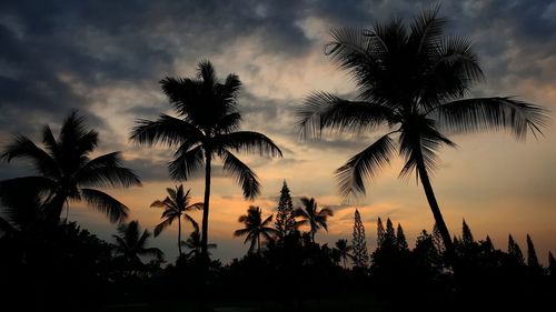 Silhouette of palm trees against dramatic sky