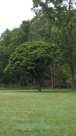 Trees on field against sky