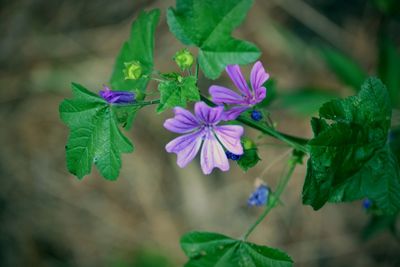 Close-up of purple flowering plant