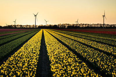 Scenic view of field against sky during sunset