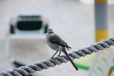 Close-up of bird perching outdoors