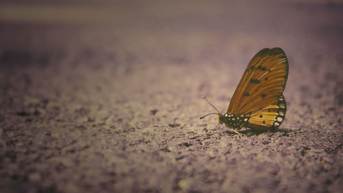 Butterfly on leaf