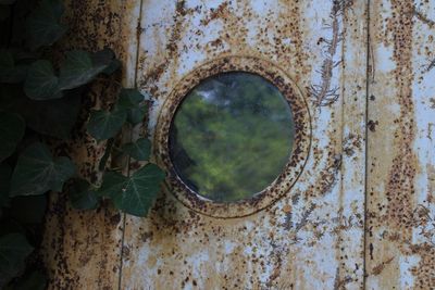 Close-up of hole on tree trunk