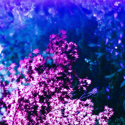 Close-up of flower tree against water