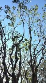 Low angle view of bare trees against sky