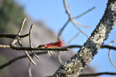 branch