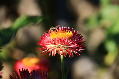 Close-up of butterfly pollinating on flower