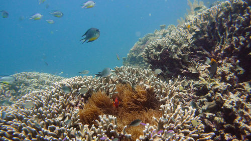 sea