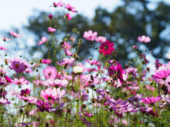 Close-up of bee on pink flowers