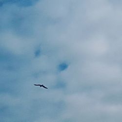 Low angle view of bird flying in sky