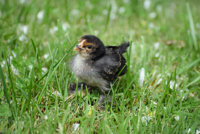 Close-up of baby chicken on grass