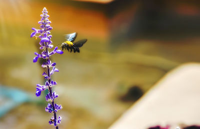 Close-up of bee pollinating purple flower