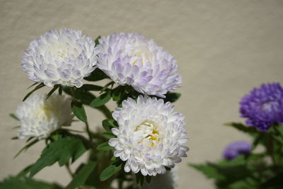 Close-up of white flowers