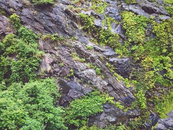 Scenic view of rock formation in forest