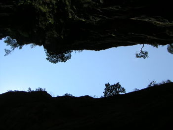 Low angle view of trees against sky