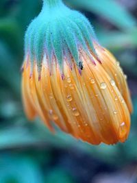 Close-up of wet orange flower