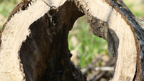 Close-up of tree trunk