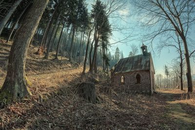 Abandoned country house against trees