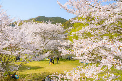 Scenic view of cherry blossom tree