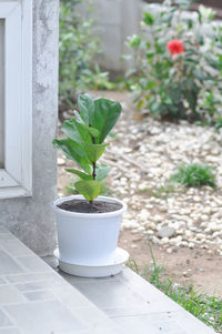 Close-up of potted plant