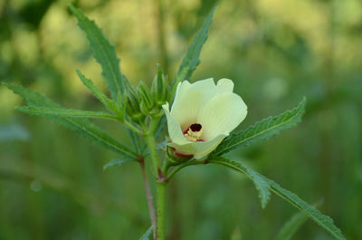 Close-up of insect on flower