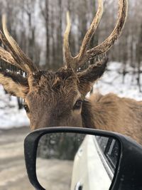 Close-up of moose walking by the car