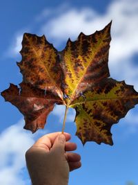 Low angle view of hand holding maple leaf against sky