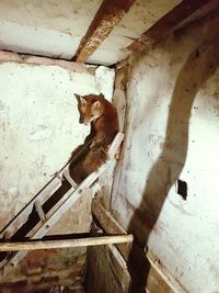 Cat relaxing on wall