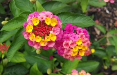 Close-up of pink flowers