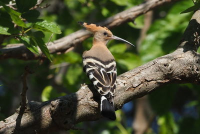 Low angle view of bird perching on tree