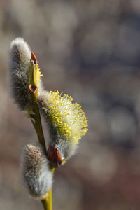 Close-up of yellow flower against blurred background