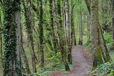 Pine trees in forest