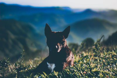 Dog sitting on a field